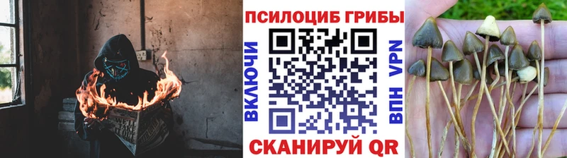 Псилоцибиновые грибы Psilocybe  Зарайск 